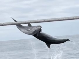 Un superbe cadeau que ce ballet de dauphins !